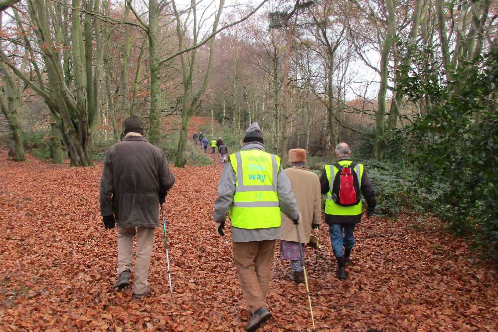 Walkers in the beech woods.