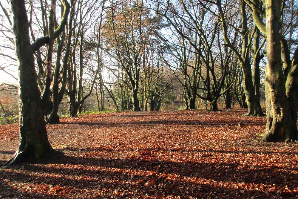 Bare beech woods.