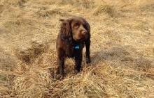 A dog