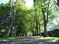 Tree Avenue