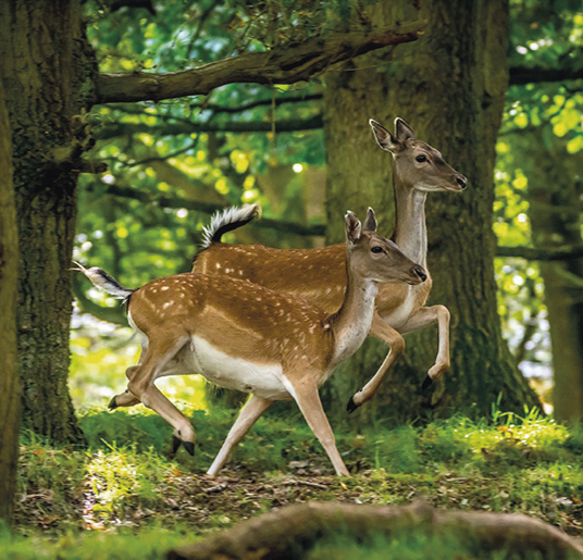 Deer on Cannock Chase