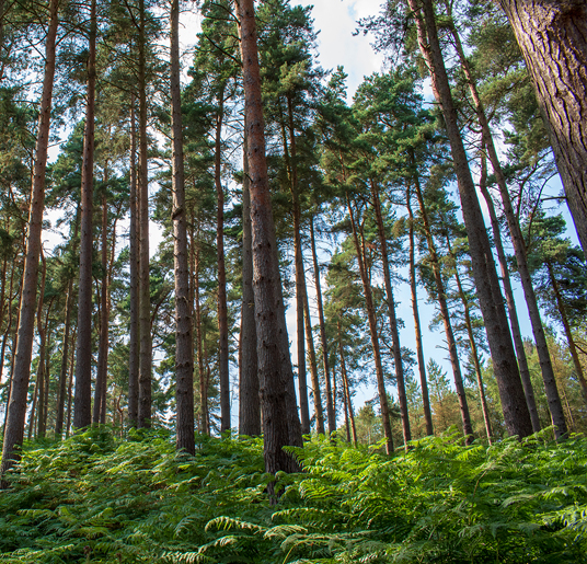 Cannock Chase