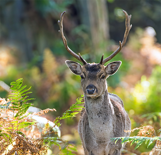 Deer on Cannock Chase 