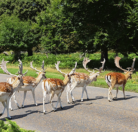 Deer on the road