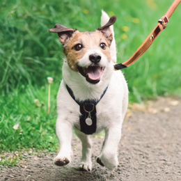 dog on a lead