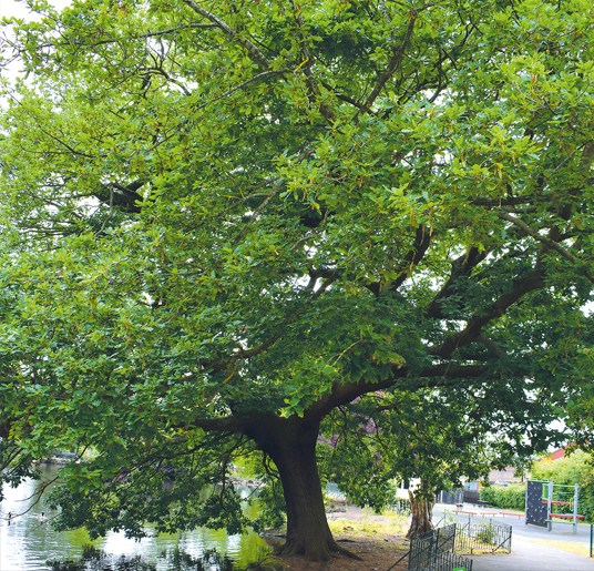 Council owned trees