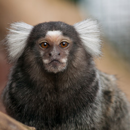 Common marmoset 