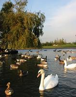 Swans, geese and ducks on Chasewater