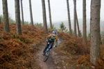 mountain biker on Cannock Chase