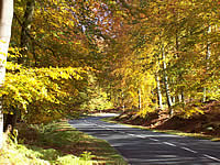 Trees on Cannock Chase